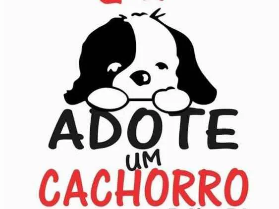 Cachorro ra a Srd idade 2 a 6 meses nome Sem nome