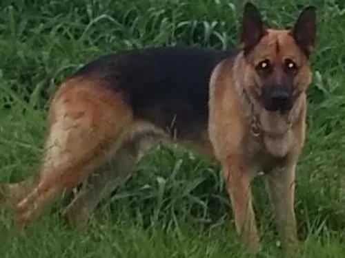 Cachorro ra a Pastor alemão idade 2 anos nome Thor