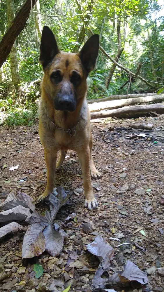 Cachorro ra a Pastor alemão idade 2 anos nome Thor