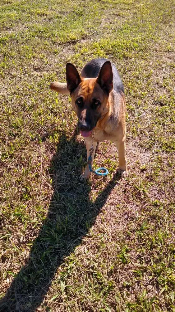 Cachorro ra a Pastor alemão idade 2 anos nome Thor