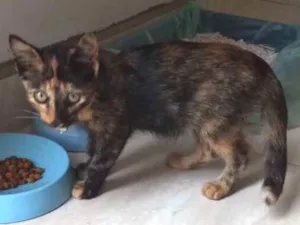 Gato raça Não sei idade 2 a 6 meses nome Sem nome