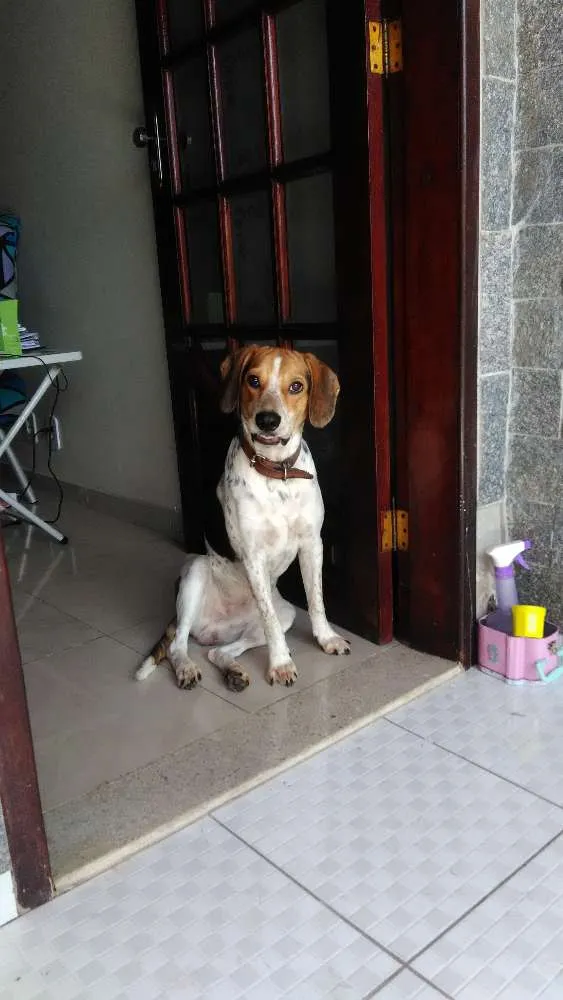 Cachorro raça Misturado com bigo idade 1 ano nome Paçoca