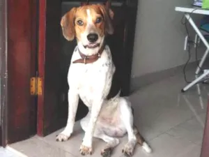 Cachorro raça Misturado com bigo idade 1 ano nome Paçoca