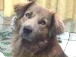 Cachorro raça Srd idade 3 anos nome Dingo