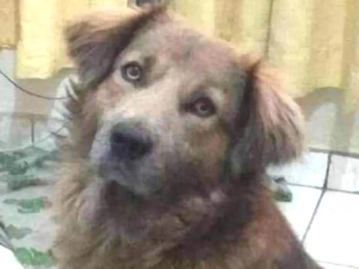 Cachorro ra a Srd idade 3 anos nome Dingo