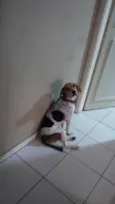 Paçoca