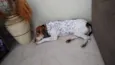 Paçoca