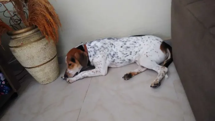 Cachorro raça Misturado com bigo idade 1 ano nome Paçoca