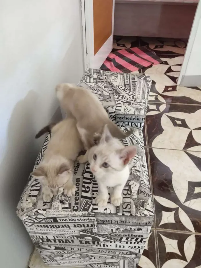 Gato raça Sem raça definida  idade 2 a 6 meses nome Sem nome 