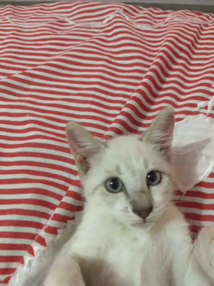 Gato raça Sem raça definida  idade 2 a 6 meses nome Sem nome 