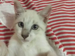Gato raça Sem raça definida  idade 2 a 6 meses nome Sem nome 