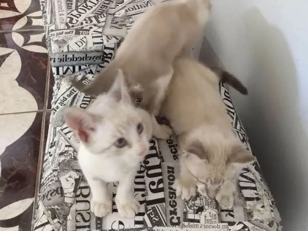 Gato raça Sem raça definida  idade 2 a 6 meses nome Sem nome 