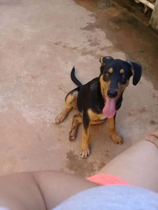 Cachorro ra a SRD idade 1 ano nome Gabi