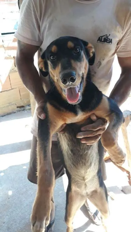 Cachorro ra a SRD idade 1 ano nome Gabi