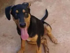 Cachorro raça SRD idade 1 ano nome Gabi