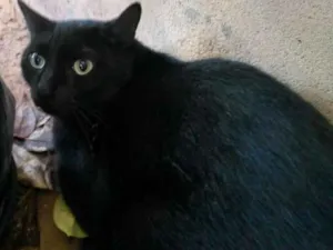 Gato raça vira-lata idade 5 anos nome Ed Murphy
