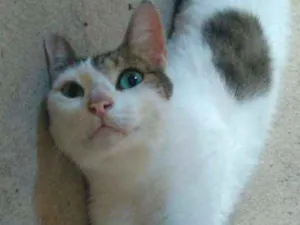 Gato raça vira-lata idade 5 anos nome toninho