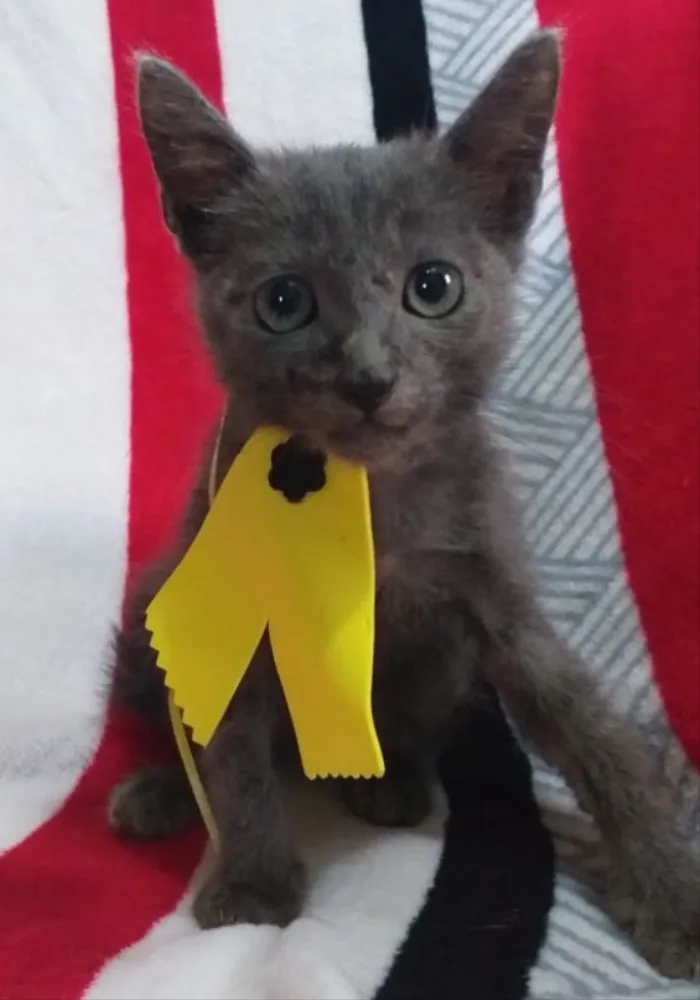 Gato ra a SRD idade Abaixo de 2 meses nome ZUCK 