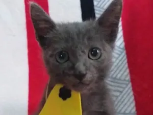 Gato raça SRD idade Abaixo de 2 meses nome ZUCK 