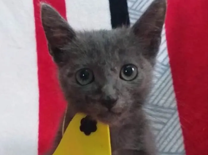 Gato ra a SRD idade Abaixo de 2 meses nome ZUCK 
