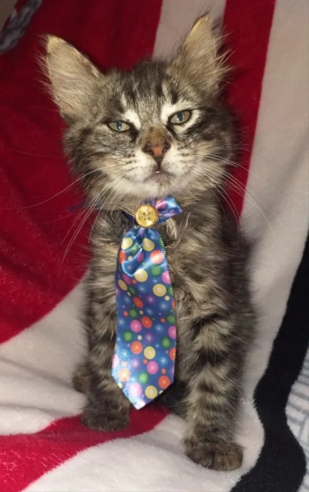 Gato ra a SRD  idade Abaixo de 2 meses nome JHOE 