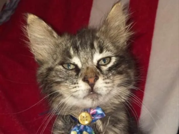 Gato ra a SRD  idade Abaixo de 2 meses nome JHOE 
