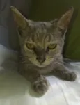 TIGOR
