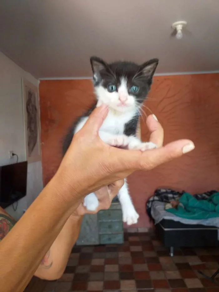 Gato ra a Tradicional idade 2 a 6 meses nome Liana