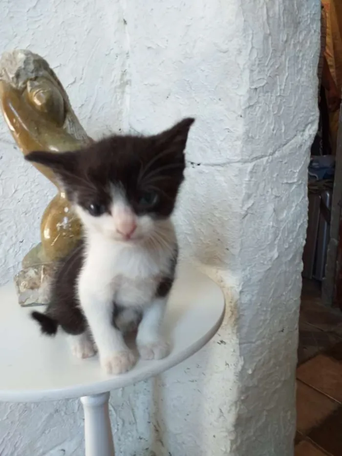 Gato ra a Tradicional idade 2 a 6 meses nome Liana