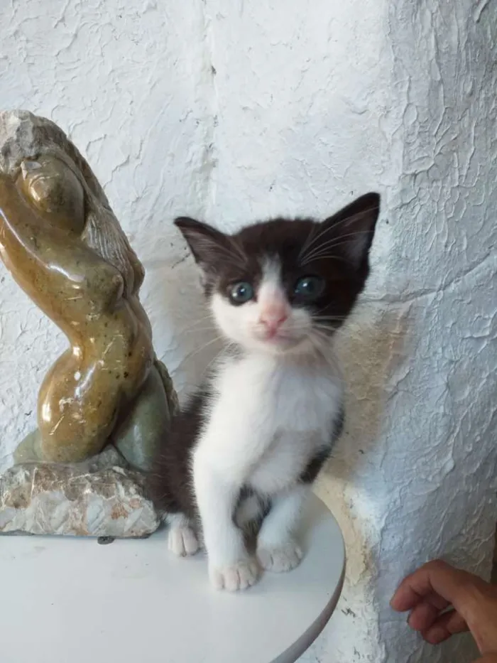 Gato ra a Tradicional idade 2 a 6 meses nome Liana