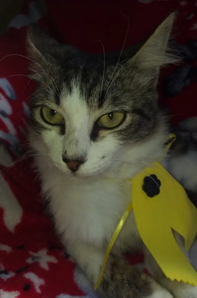Gato ra a SRD idade 2 a 6 meses nome VINCE 
