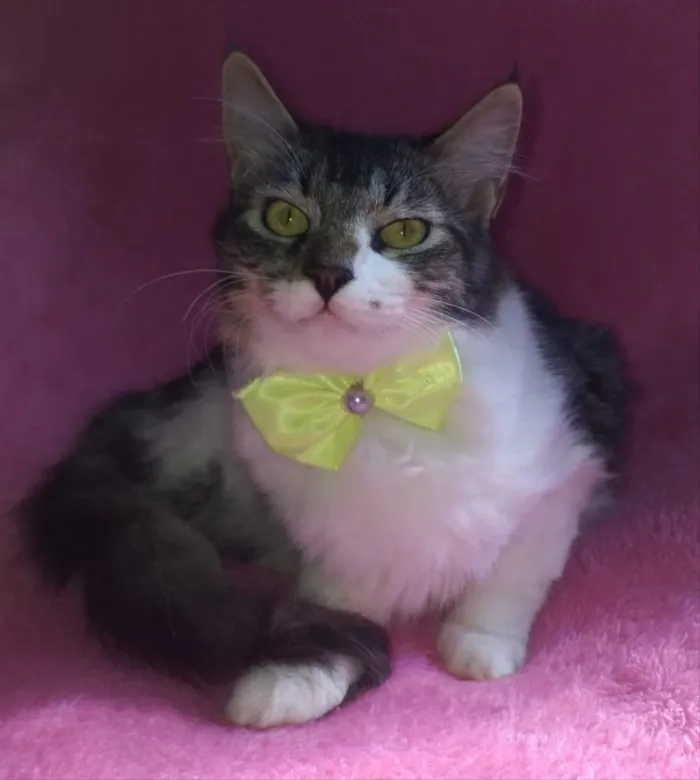 Gato ra a SRD idade 2 a 6 meses nome FANY 