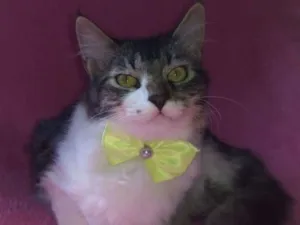 Gato raça SRD idade 2 a 6 meses nome FANY 