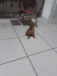 Loli