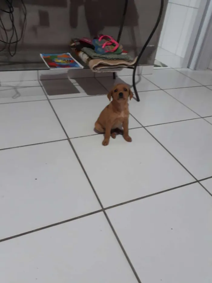 Cachorro ra a Viralata idade 2 a 6 meses nome Loli