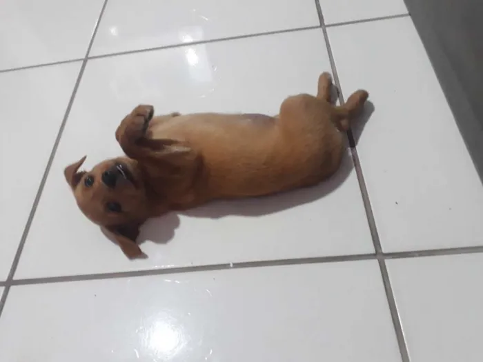 Cachorro ra a Viralata idade 2 a 6 meses nome Loli
