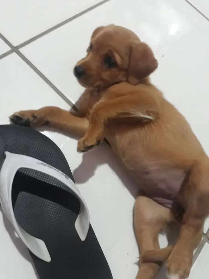 Cachorro ra a Viralata idade 2 a 6 meses nome Loli
