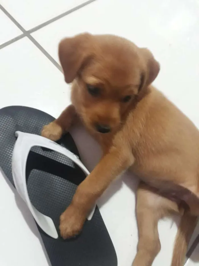 Cachorro ra a Viralata idade 2 a 6 meses nome Loli