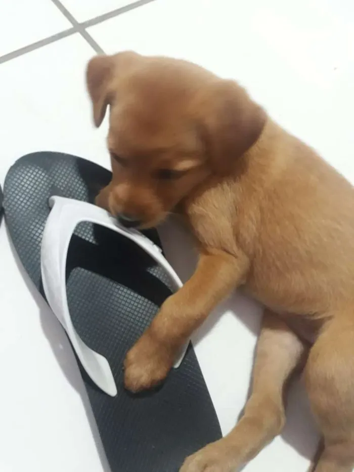 Cachorro ra a Viralata idade 2 a 6 meses nome Loli