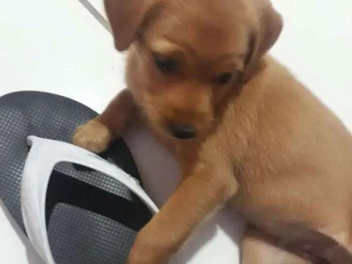 Cachorro ra a Viralata idade 2 a 6 meses nome Loli
