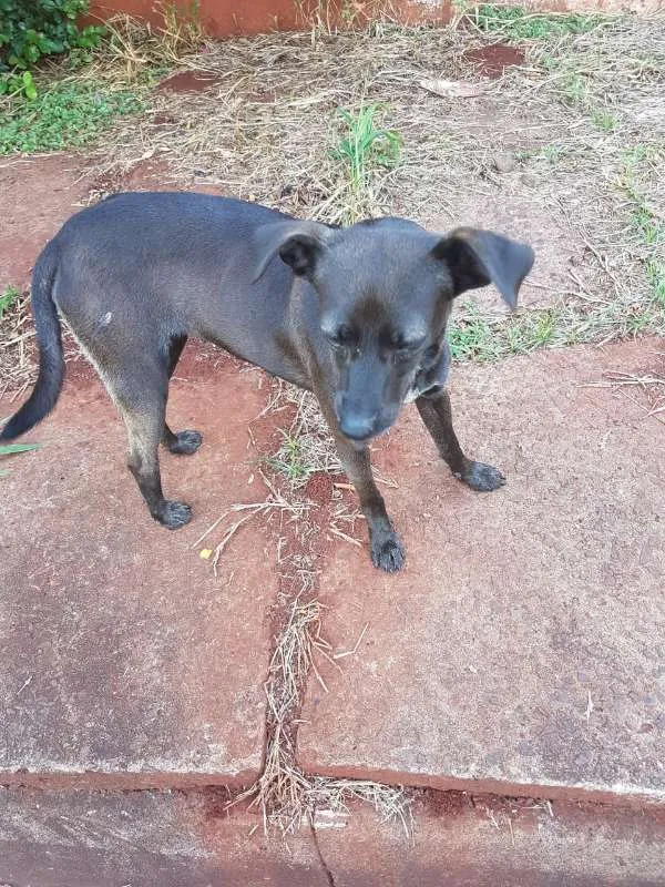 Cachorro ra a Vira-lata idade  nome -