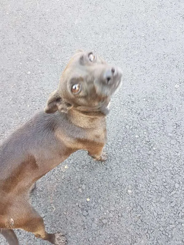 Cachorro ra a Vira-lata idade  nome -