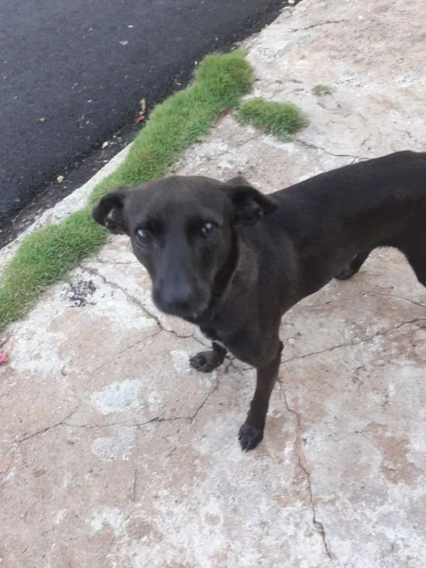 Cachorro ra a Vira-lata idade  nome -