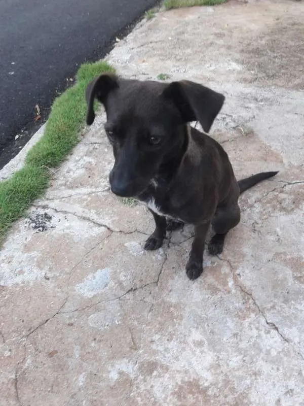 Cachorro ra a Vira-lata idade  nome -
