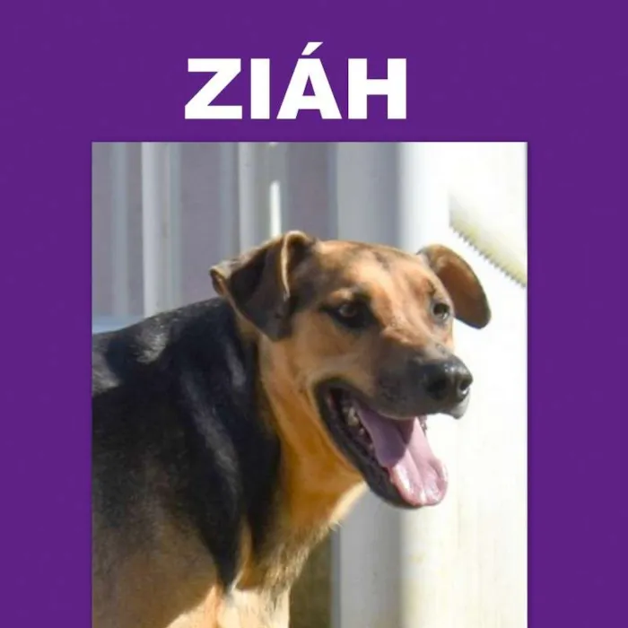 Cachorro ra a srd idade 6 ou mais anos nome Ziáh
