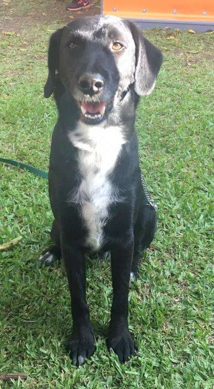 Cachorro ra a Srd idade 6 ou mais anos nome Mandyu
