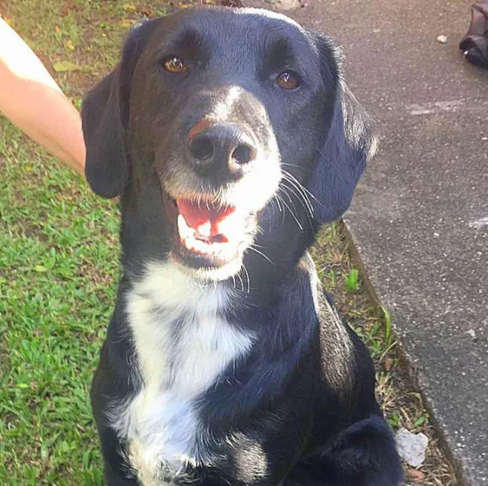 Cachorro ra a Srd idade 6 ou mais anos nome Mandyu