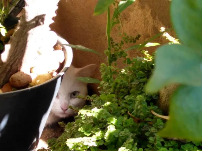 Gato raça  idade 4 anos nome charlotte