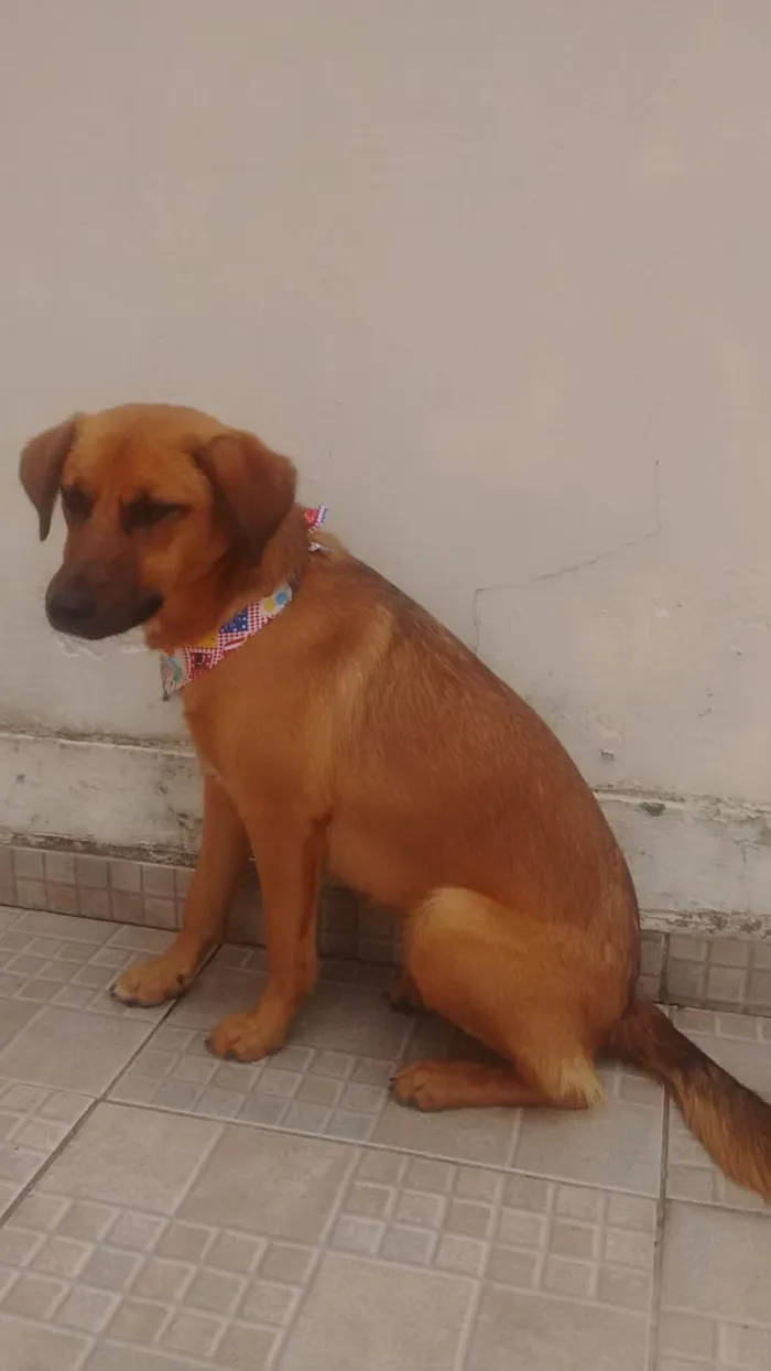 Cachorro ra a SRD idade 7 a 11 meses nome Pandora
