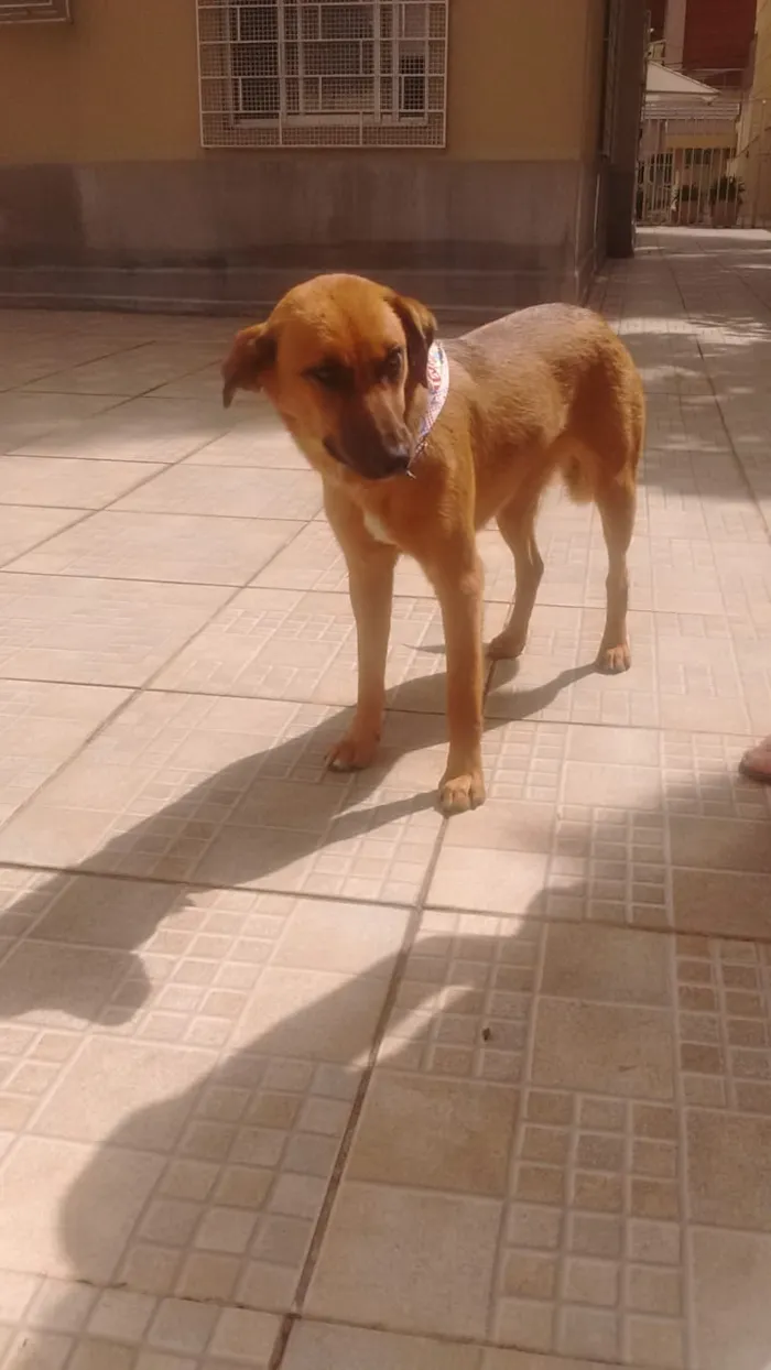 Cachorro ra a SRD idade 7 a 11 meses nome Pandora